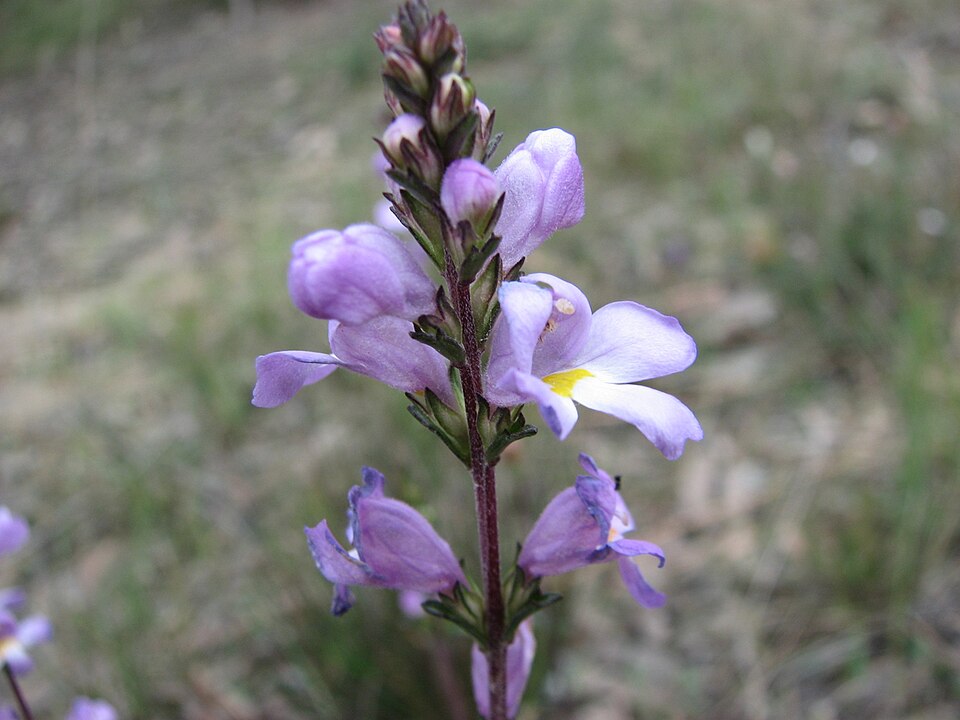 Euphrasia collina (purple eyebright) (alternate view 6)