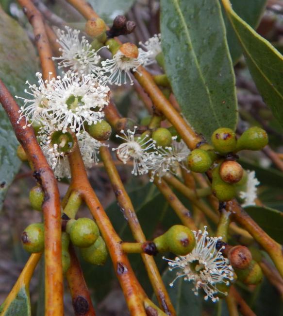 Eucalyptus arenacea (desert stringybark) (alternate view 7)