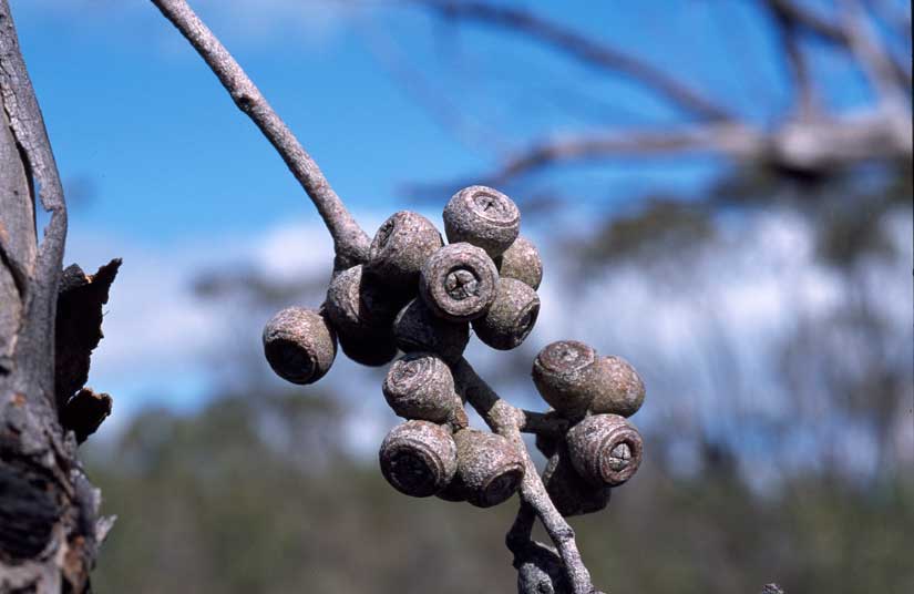 Eucalyptus arenacea (desert stringybark) (alternate view 8)