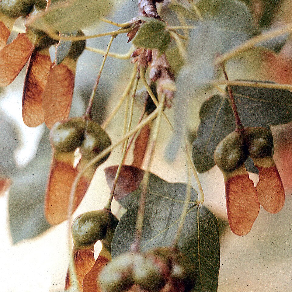 Acer monspessulanum (alternate view 8)
