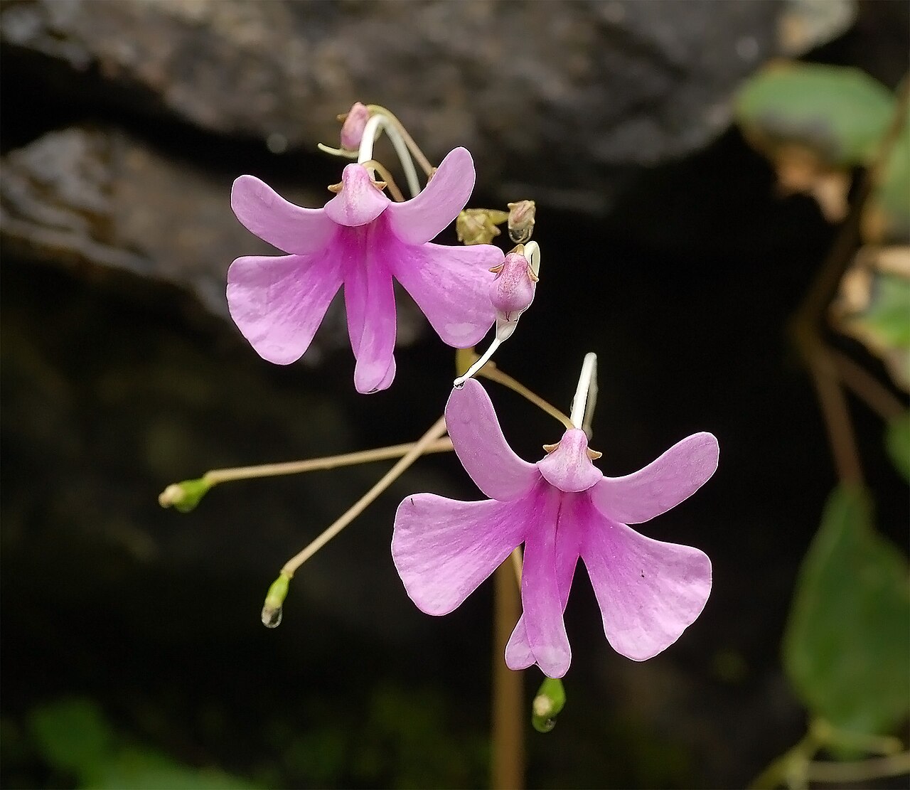 Impatiens (Impatiens)