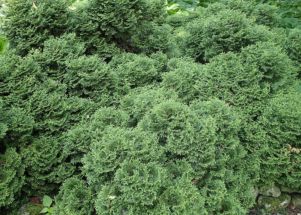 Thuja occidentalis 'Hetz Midget' (Hetz Midget Arborvitae) (alternate view 2)