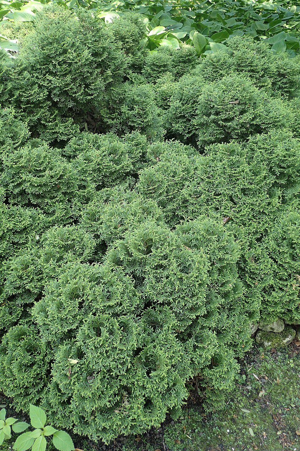 Thuja occidentalis 'Hetz Midget' (Hetz Midget Arborvitae) (alternate view 3)
