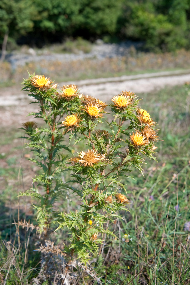 Carlina vulgaris (Carline Thistle)