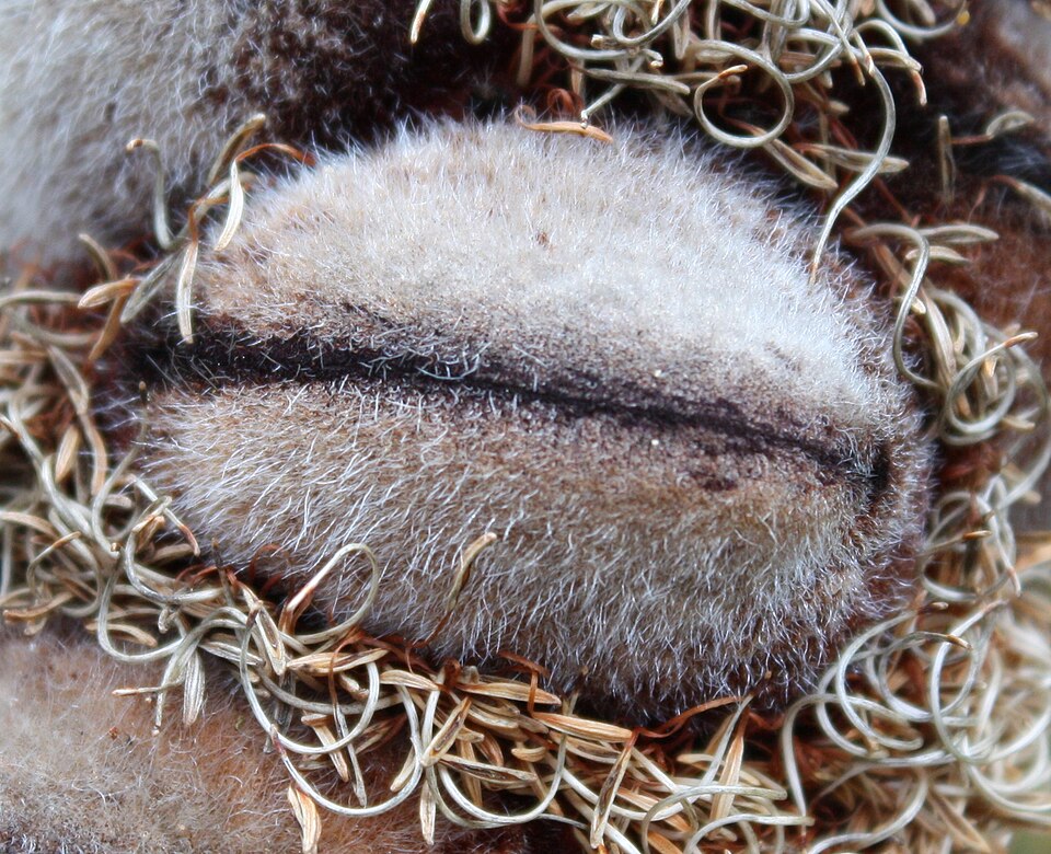 Banksia attenuata (Candlestick Banksia) (alternate view 4)