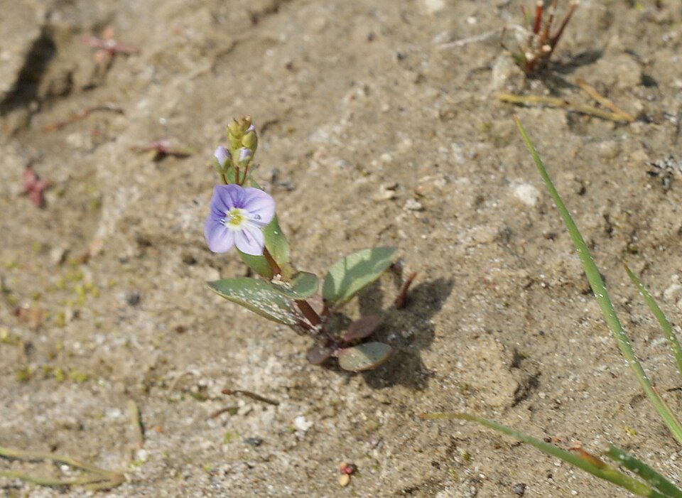 Veronica anagallis-aquatica (blue water-speedwell)