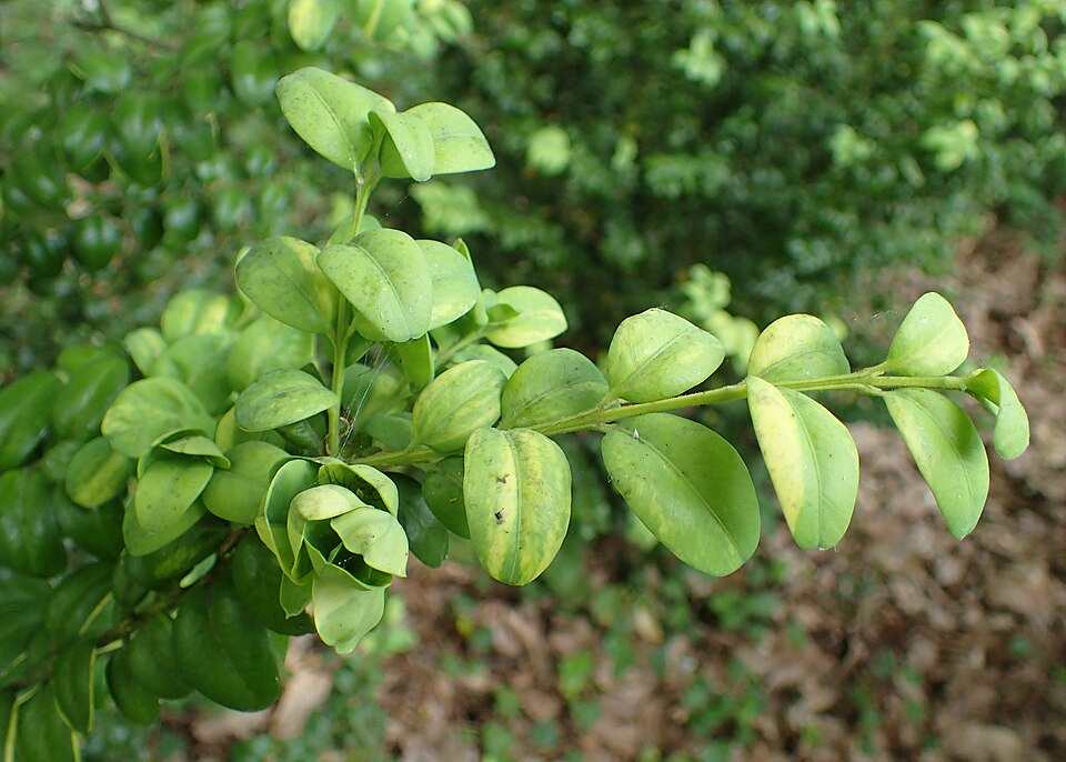 Buxus sempervirens 'Aureovariegata' (Golden Variegated Boxwood)