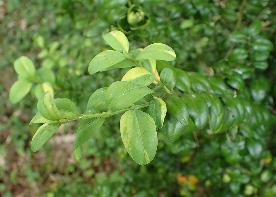 Buxus sempervirens 'Aureovariegata' (Golden Variegated Boxwood) (alternate view 2)