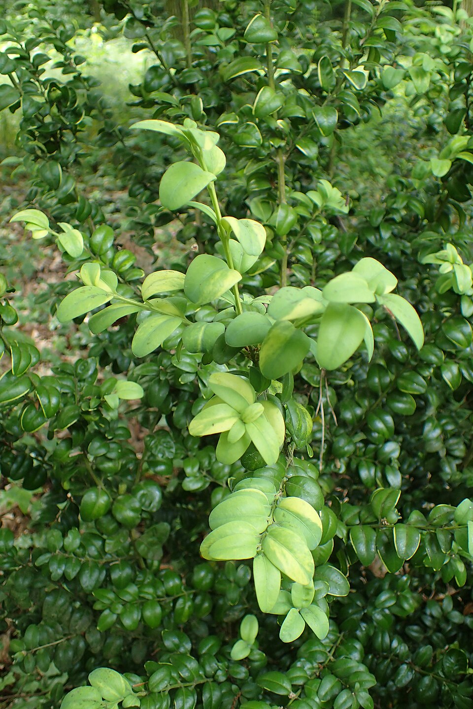 Buxus sempervirens 'Aureovariegata' (Golden Variegated Boxwood) (alternate view 3)