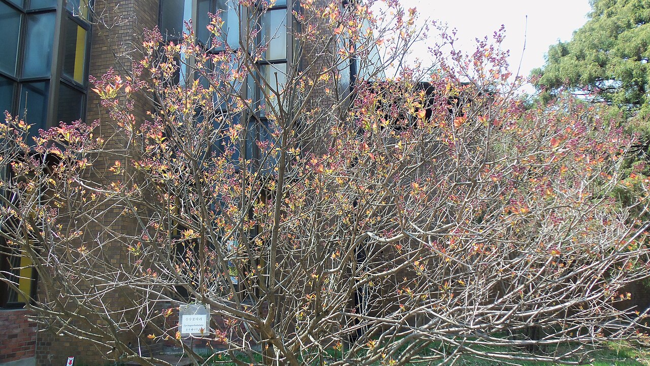 Syringa oblata, Early lilac — upright deciduous (Oleaceae) (image 7 of 9)
