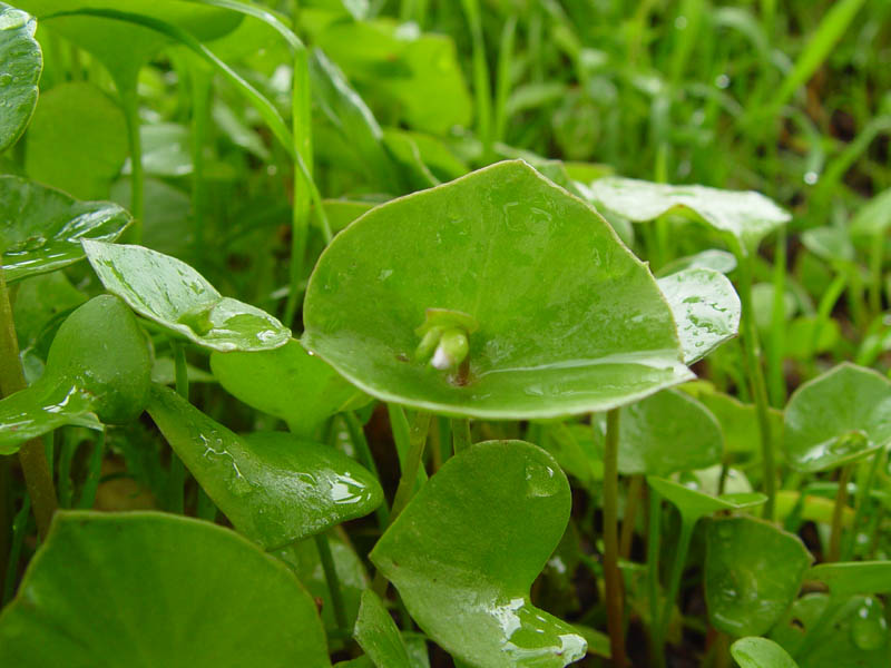 Claytonia perfoliata (Miner's Lettuce) (alternate view 7)
