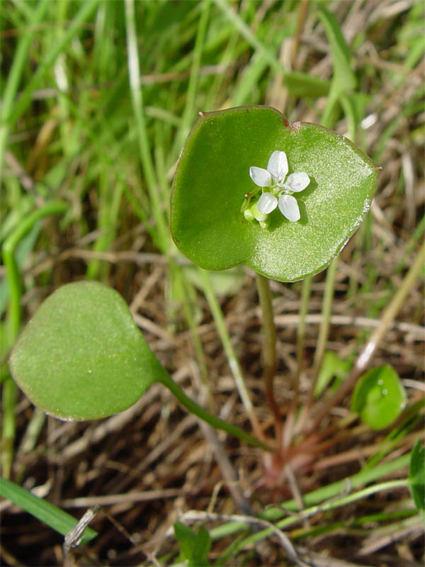 Claytonia perfoliata (Miner's Lettuce) (alternate view 8)