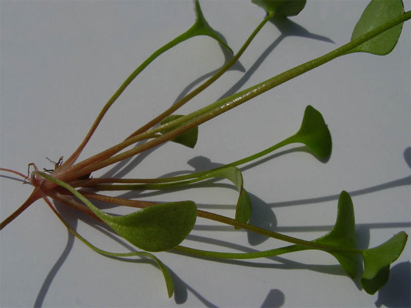 Claytonia perfoliata (Miner's Lettuce) (alternate view 9)