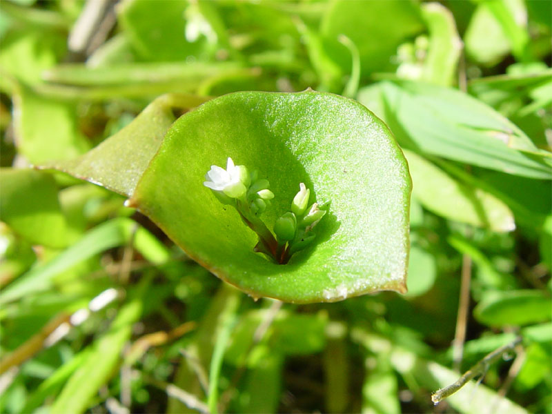 Claytonia perfoliata (Miner's Lettuce) (alternate view 10)