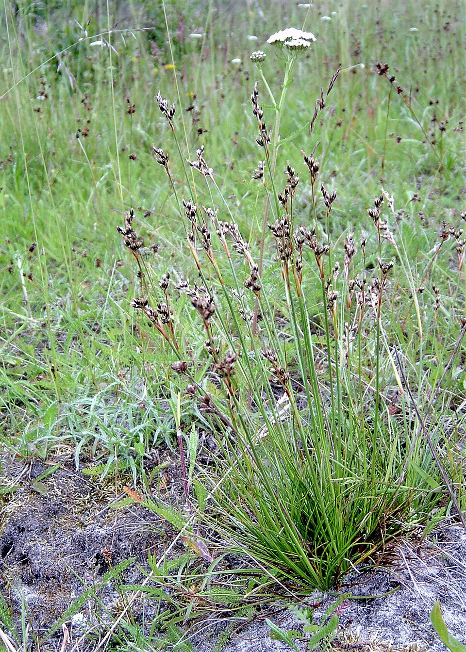 Juncus squarrosus (heath rush)
