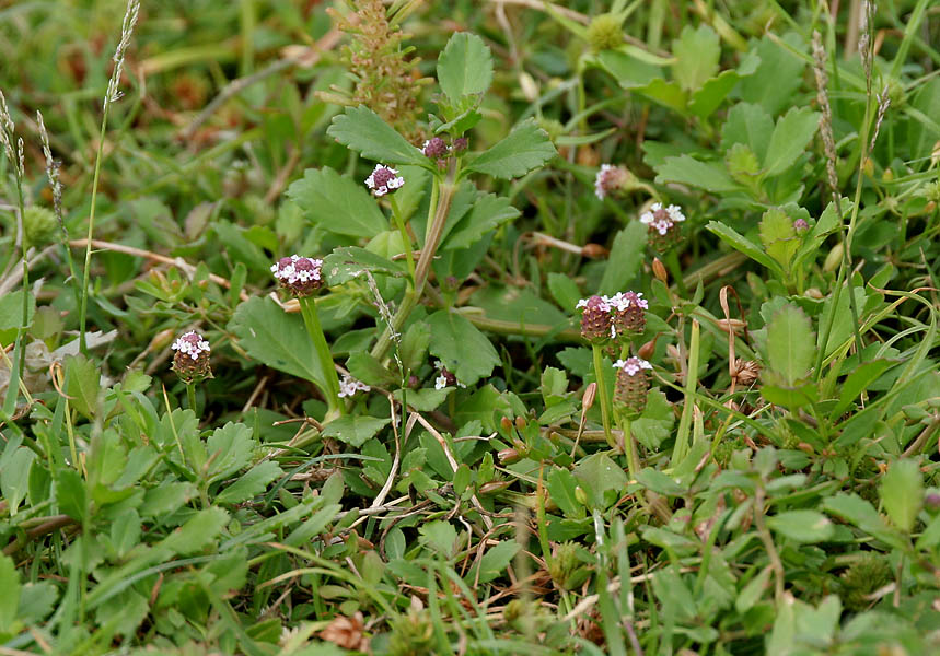 Phyla nodiflora (turkey tangle frogfruit)