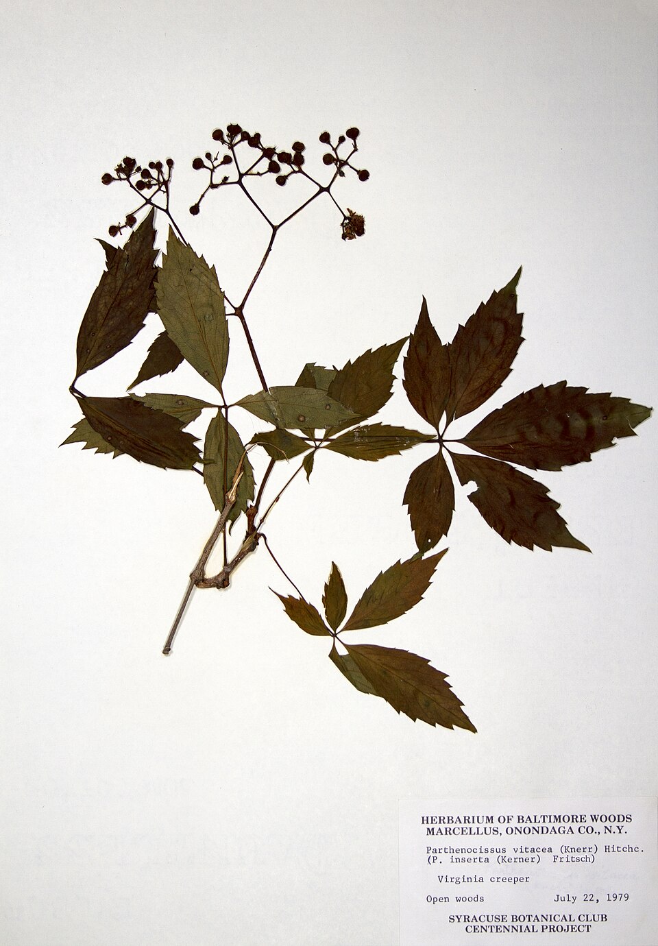 Parthenocissus inserta (thicket creeper)