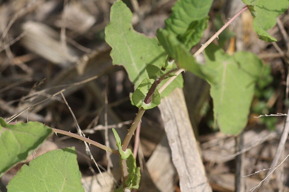 Persicaria perfoliata (mile-a-minute weed) (alternate view 7)