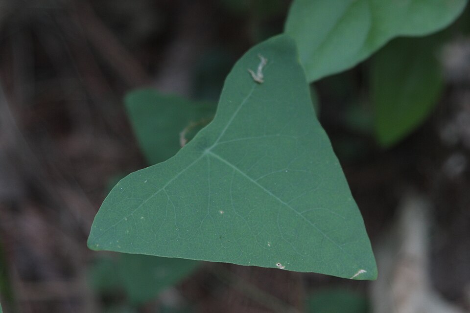 Persicaria perfoliata (mile-a-minute weed) (alternate view 8)