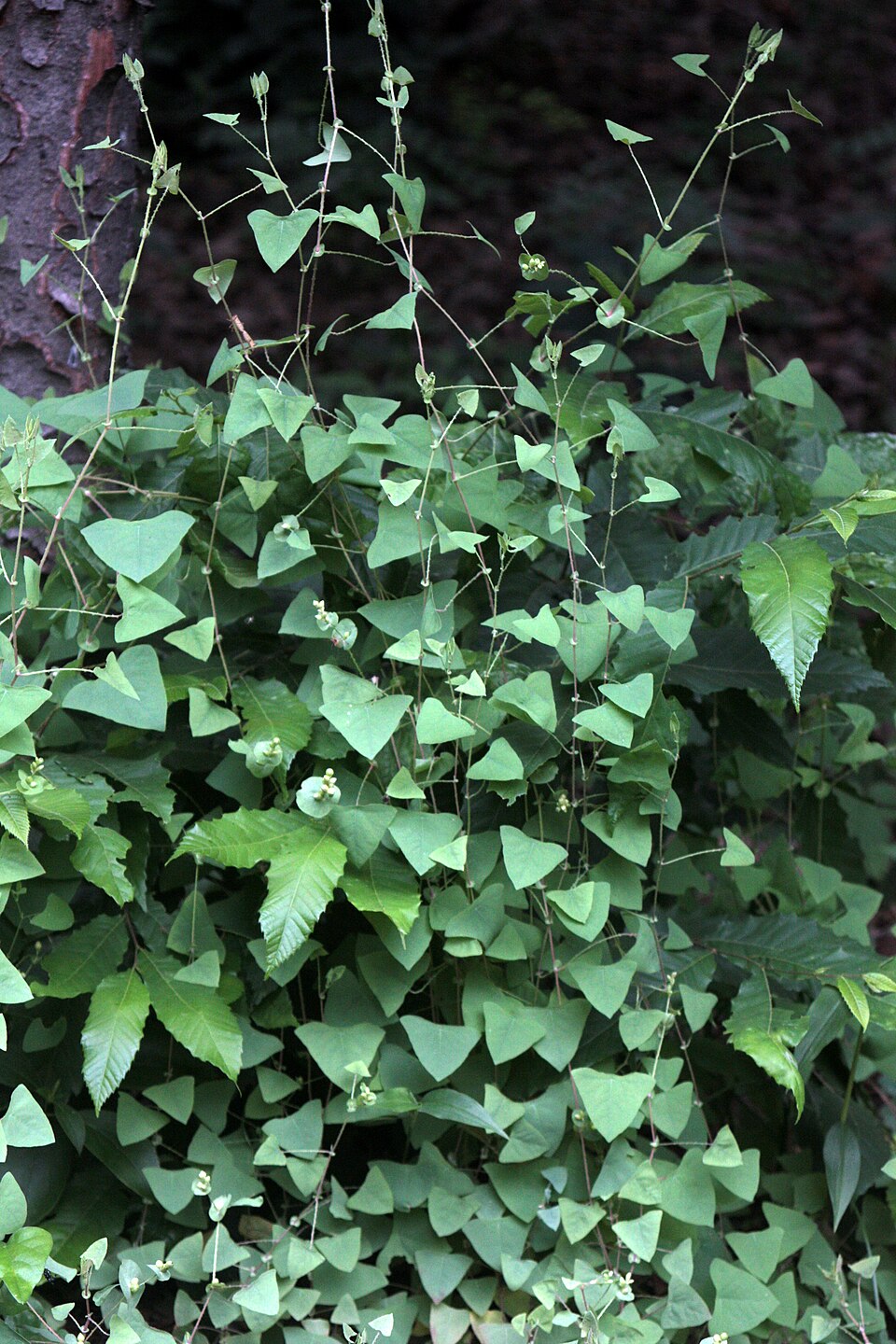 Persicaria perfoliata (mile-a-minute weed) (alternate view 9)