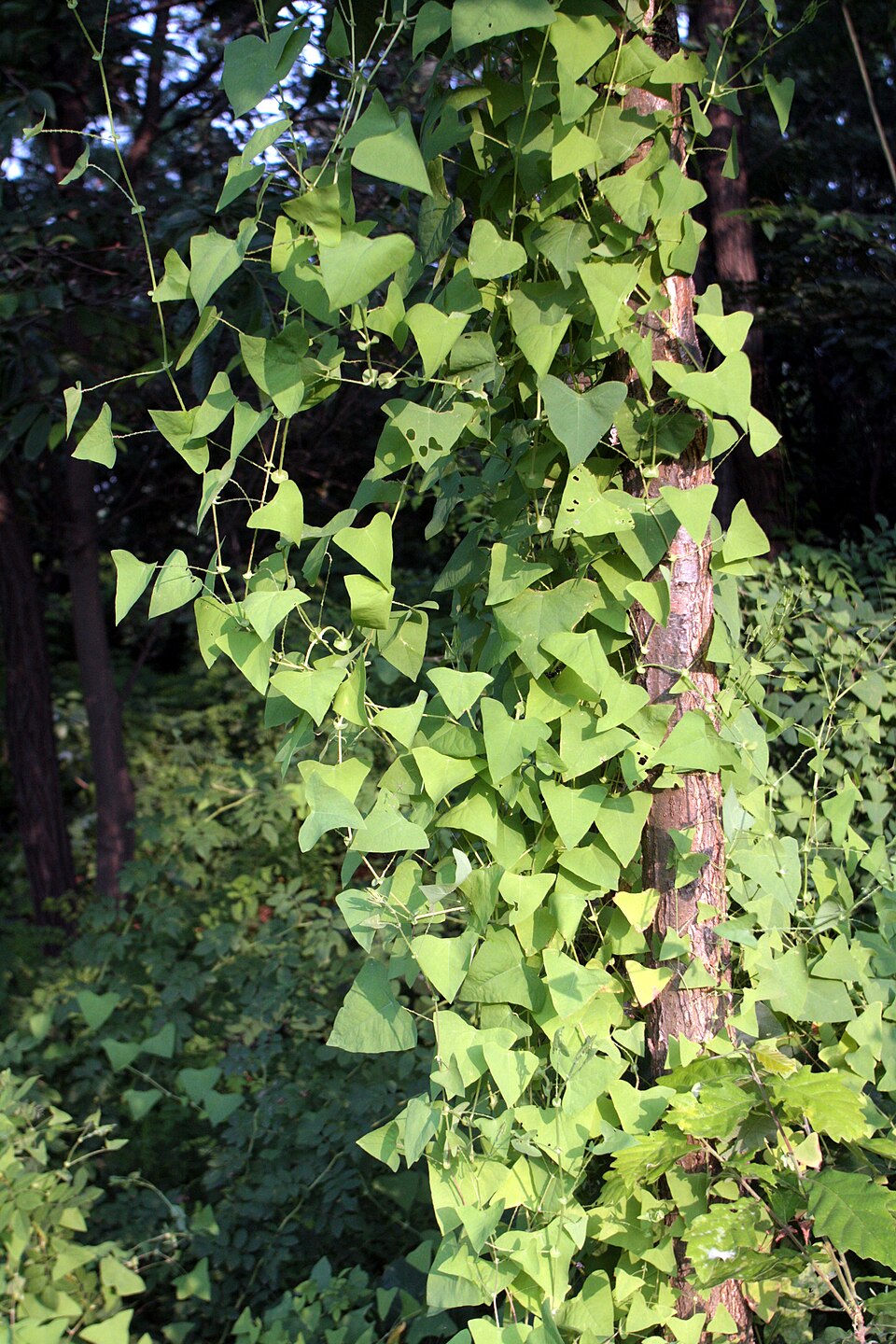 Persicaria perfoliata (mile-a-minute weed) (alternate view 10)