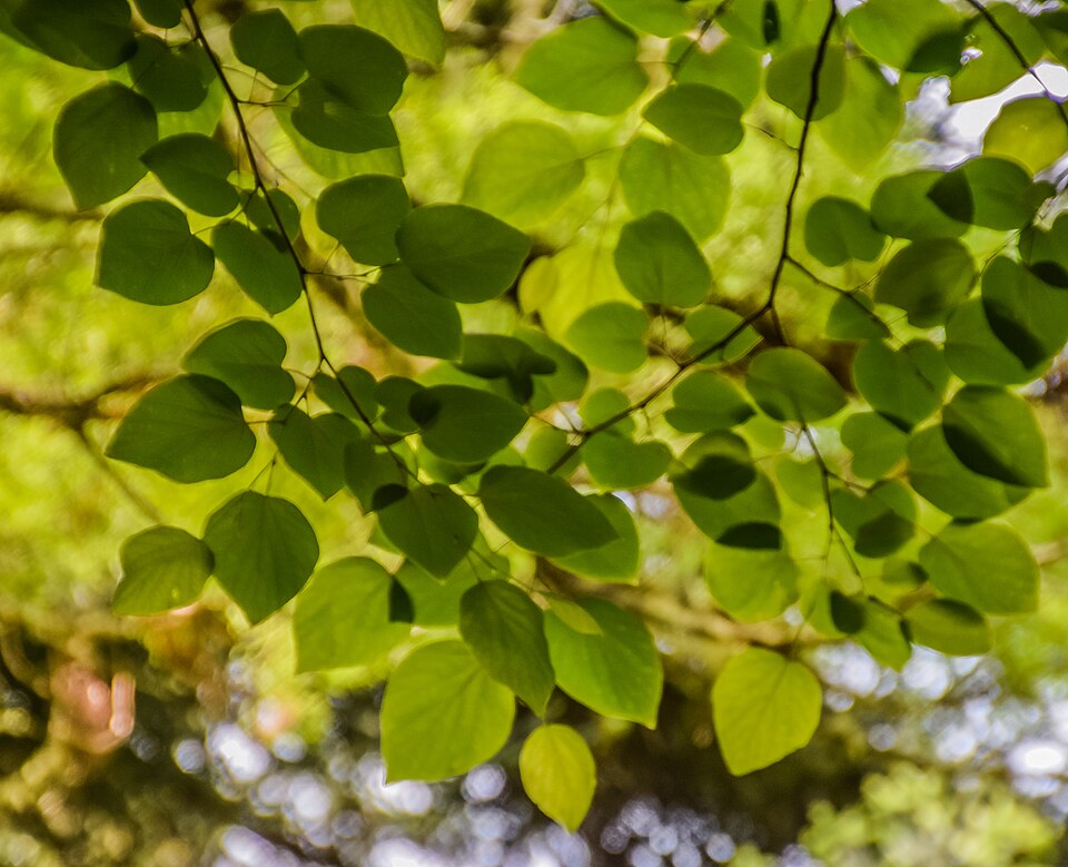 Cercis racemosa (Chain-flowered Redbud)