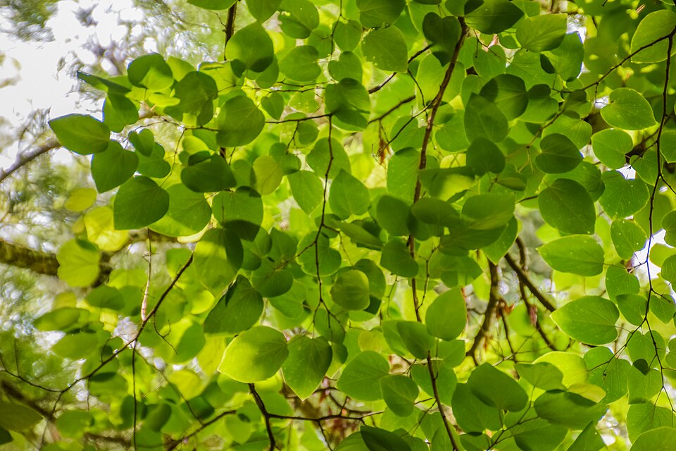 Cercis racemosa (Chain-flowered Redbud) (alternate view 2)