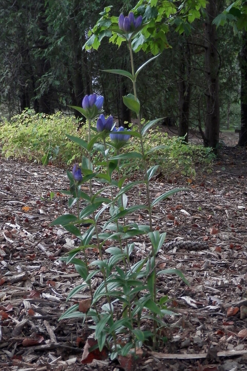 Gentiana andrewsii (closed bottle gentian) (alternate view 3)