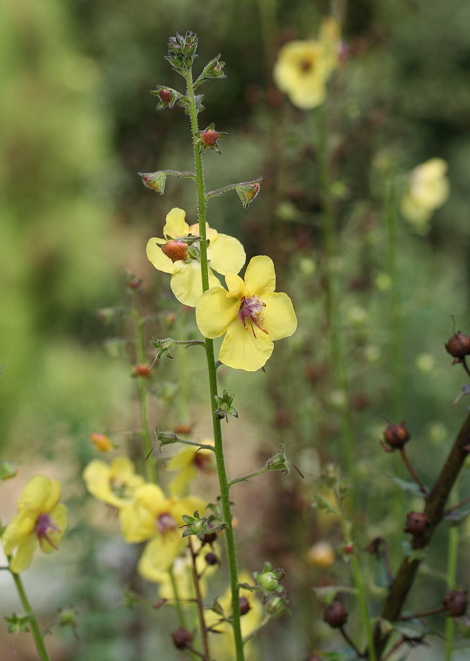 Verbascum roripifolium (Watercress-Leaved Mullein) (alternate view 5)