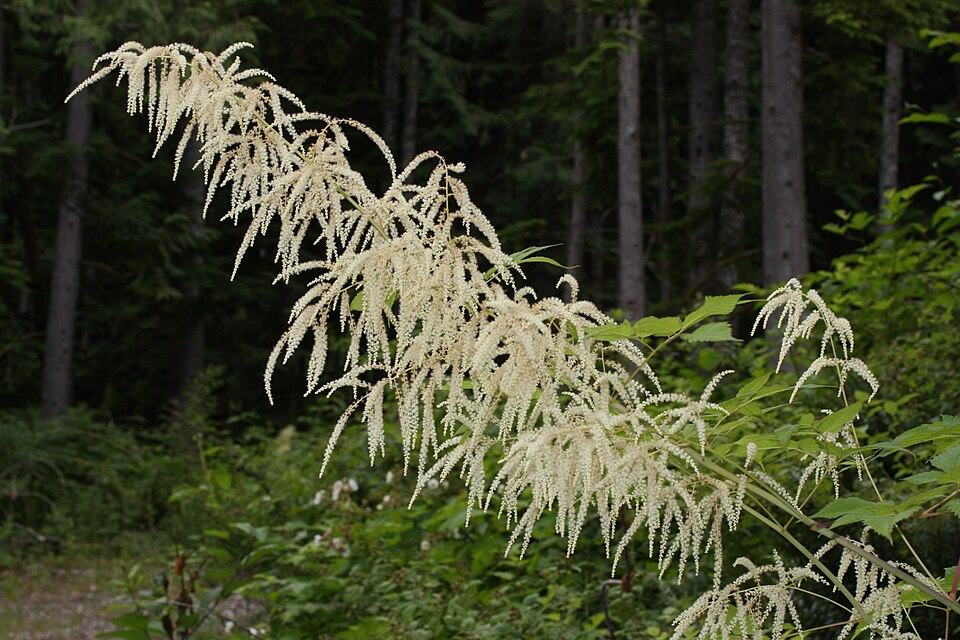 Aruncus dioicus (goatsbeard) (alternate view 7)