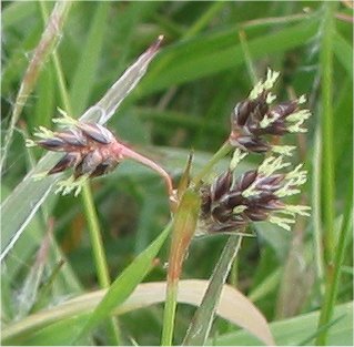 Luzula campestris (Field woodrush)