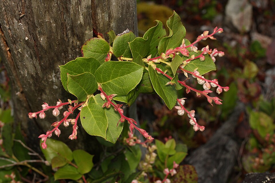 Gaultheria shallon (salal) (alternate view 9)