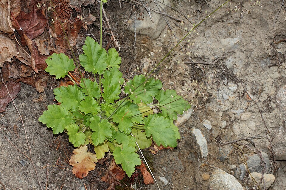 Heuchera micrantha (small-flowered alumroot) (alternate view 8)