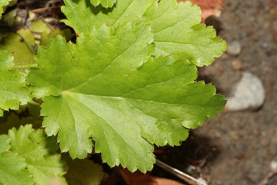 Heuchera micrantha (small-flowered alumroot) (alternate view 9)