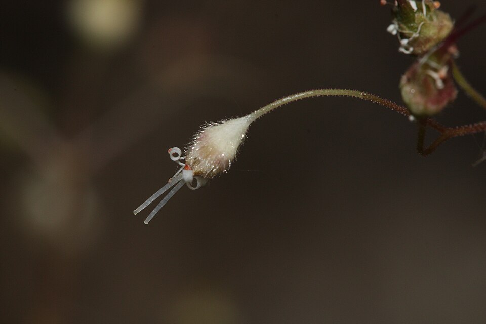 Heuchera micrantha (small-flowered alumroot) (alternate view 10)