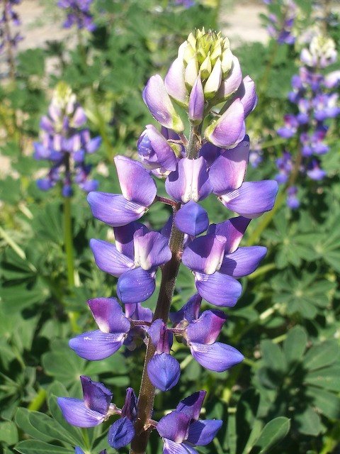 Lupinus succulentus (arroyo lupine) (alternate view 7)