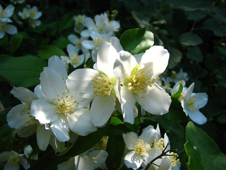 Philadelphus lewisii (Lewis' Mock Orange) (alternate view 7)