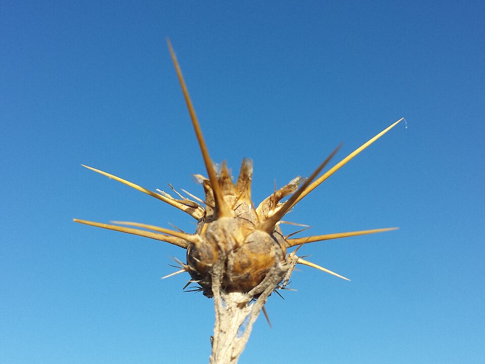 Centaurea solstitialis (Yellow Star-Thistle) (alternate view 3)