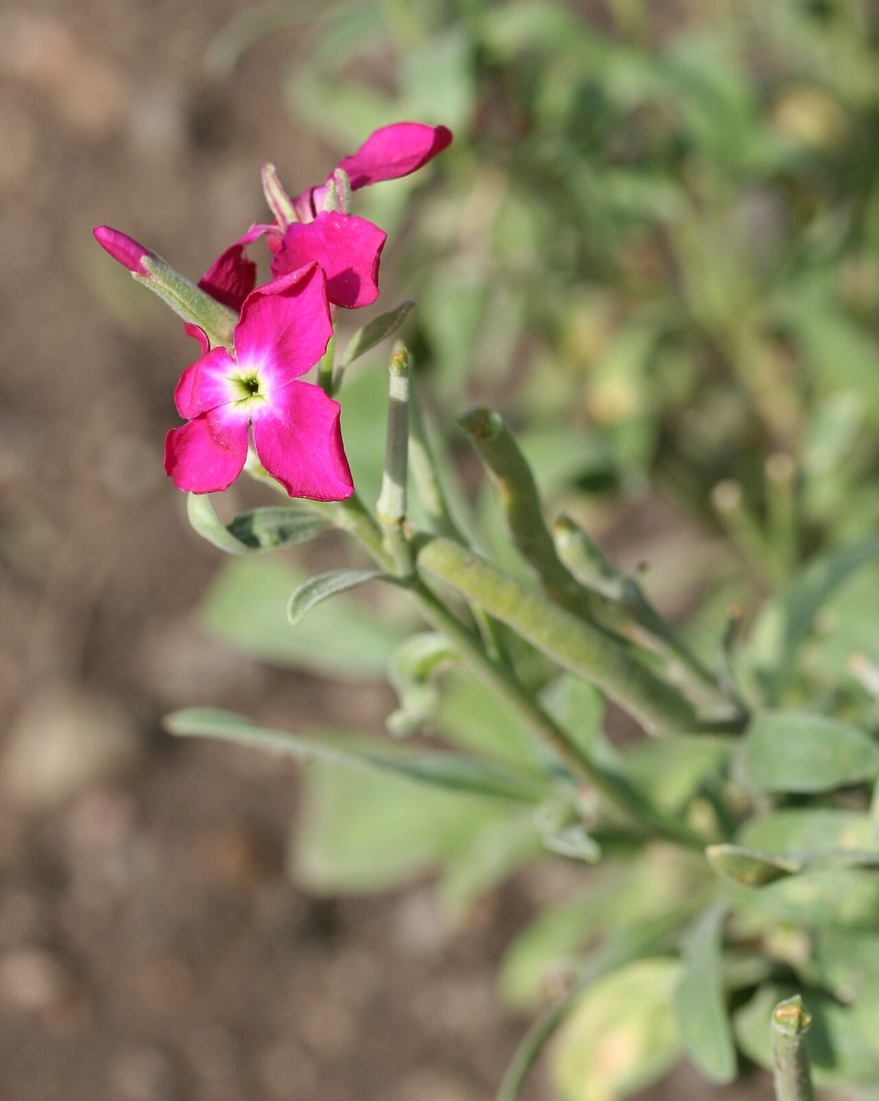 Matthiola incana, Brompton stock — upright semi-evergreen (Brassicaceae) (image 1 of 8)