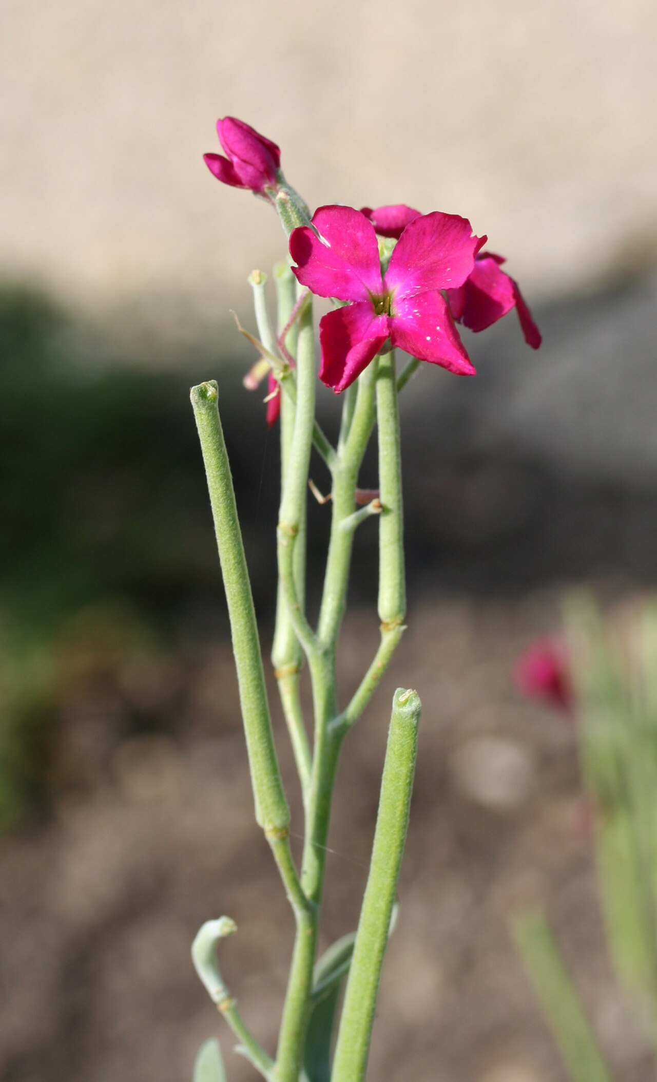 Matthiola incana, Brompton stock — upright semi-evergreen (Brassicaceae) (image 2 of 8)