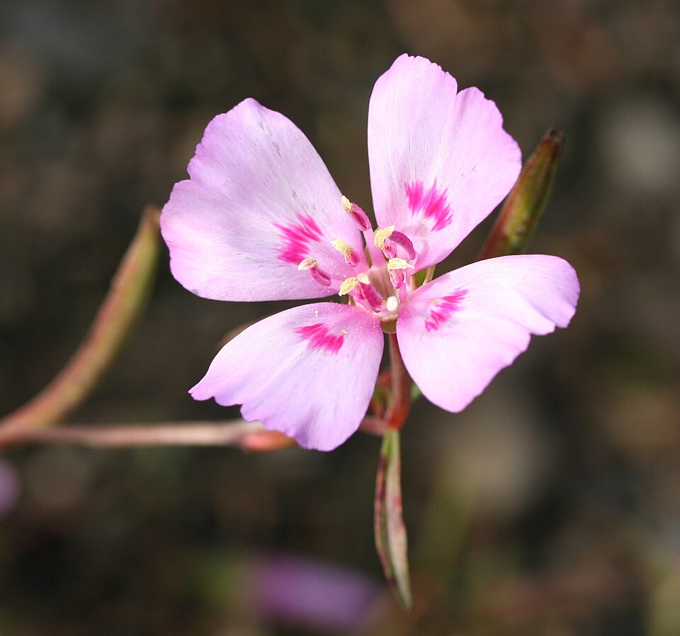 Clarkia amoena (Farewell-To-Spring) (alternate view 5)