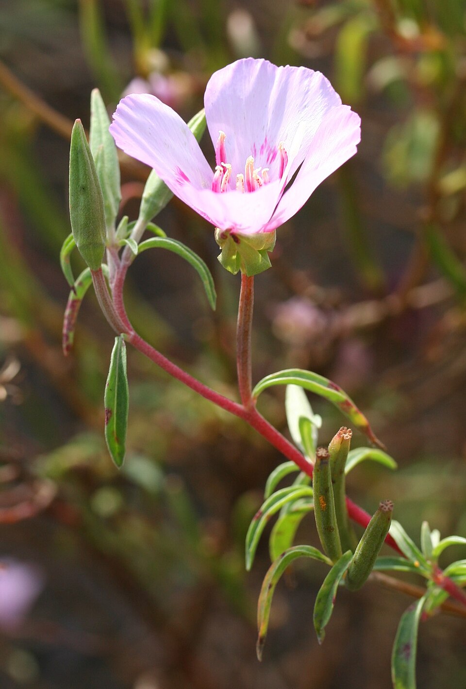 Clarkia amoena (Farewell-To-Spring) (alternate view 6)