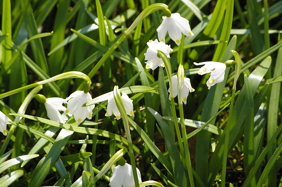 Leucojum aestivum (spring snowflakes) (alternate view 8)