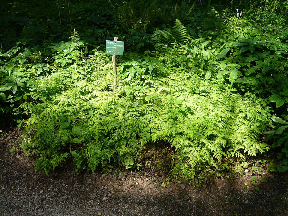 Adiantum venustum (Himalayan maidenhair fern) (alternate view 7)