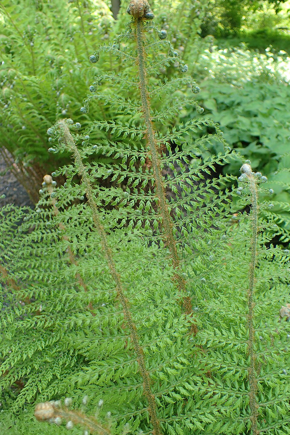 Polystichum setiferum 'Herrenhausen' (alternate view 4)