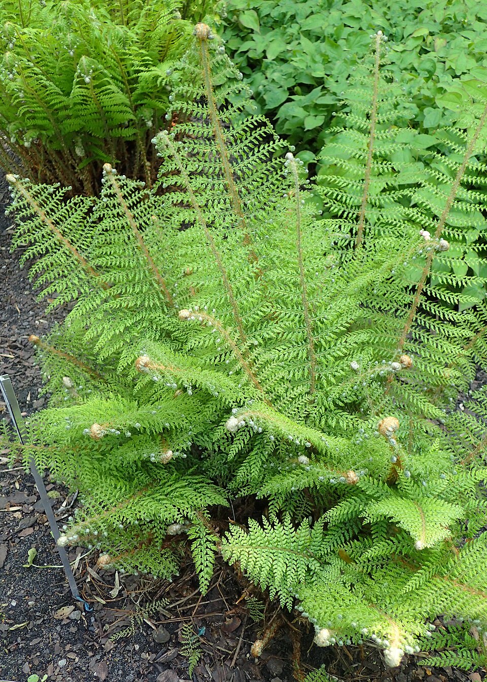 Polystichum setiferum 'Herrenhausen' (alternate view 5)