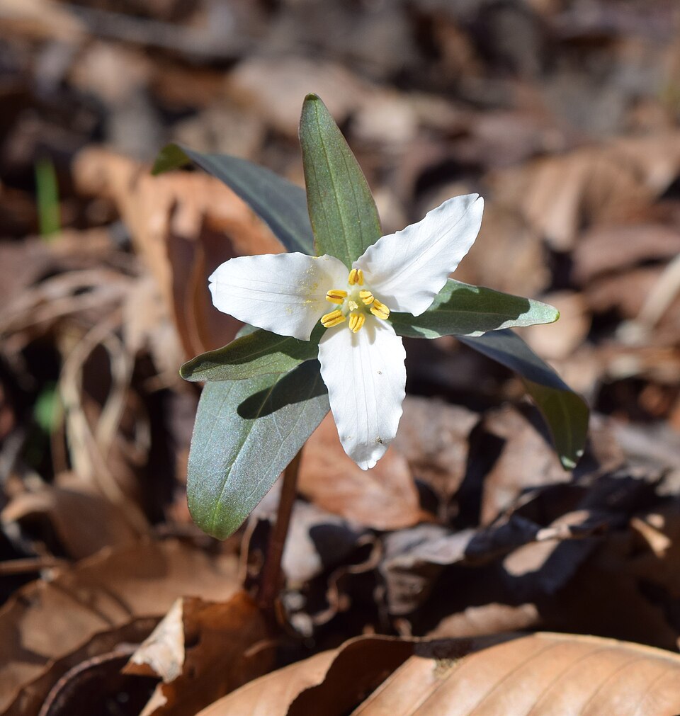 Trillium pusillum (Dwarf Trillium) (alternate view 7)