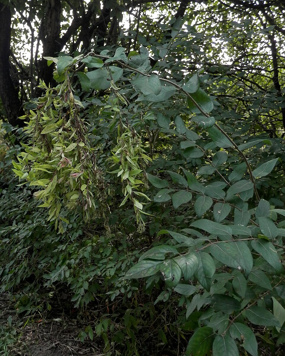 Lonicera maackii (Amur honeysuckle)