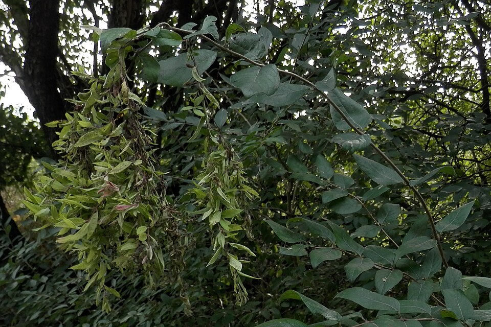 Lonicera maackii (Amur honeysuckle)