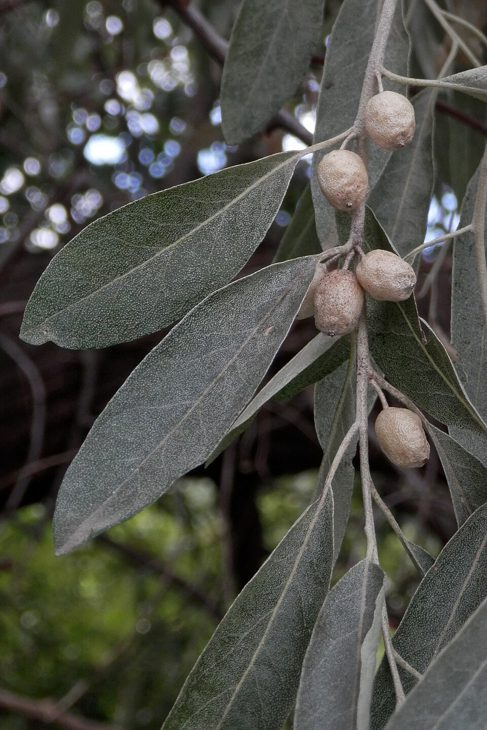 Elaeagnus angustifolia (Russian olive) (alternate view 4)